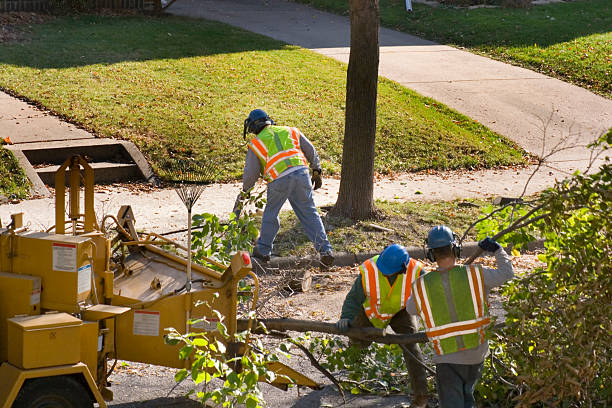 Trusted Elmwood Place, OH  Tree Services Experts